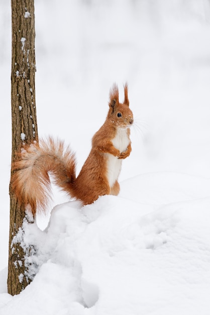 Photo cute fluffy squirrel on a white snow in the winter forest