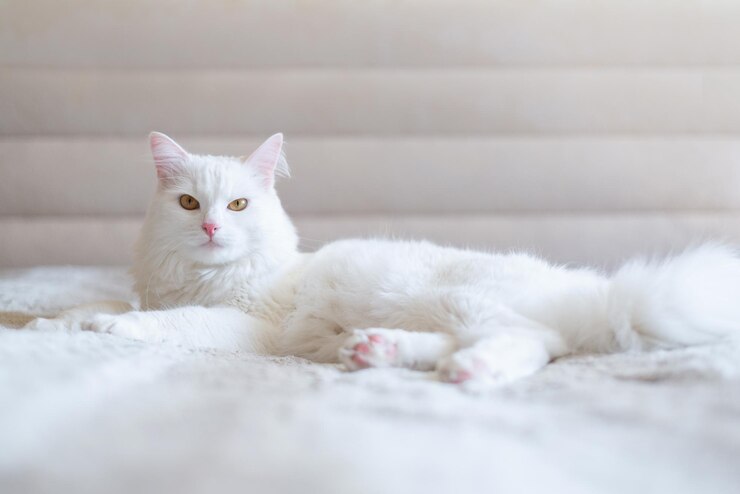 카메라를 보고 바닥에 누워있는 귀여운 색 고양이