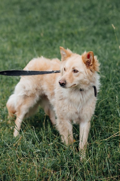 夏の公園の緑の草の中を歩くかわいいふわふわの黄色い犬 避難所での散歩に大きな毛皮を持つ愛らしい混合品種の子犬 養子縁組のコンセプト 野良犬