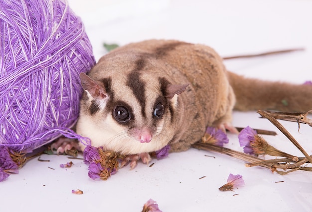 Photo cute flying squirrel lay on the white table