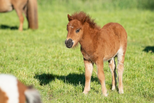 Photo cute foal of a shetland pony on a green grass field