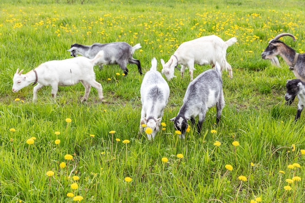 牧草地の背景のドームで自由に放牧している有機自然エコ動物農場でのかわいい放し飼いのヤギ...