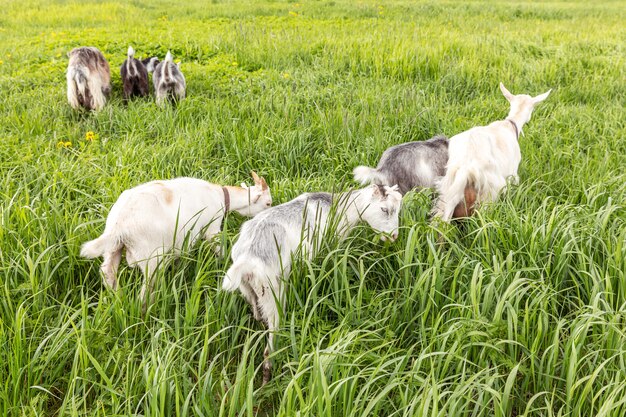 Cute free range goatling on organic natural eco animal farm freely grazing in meadow background dome...