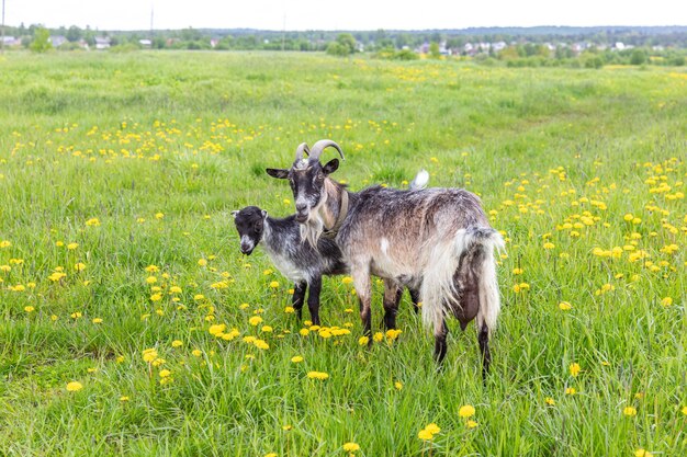 Cute free range goatling on organic natural eco animal farm freely grazing in meadow background dome...