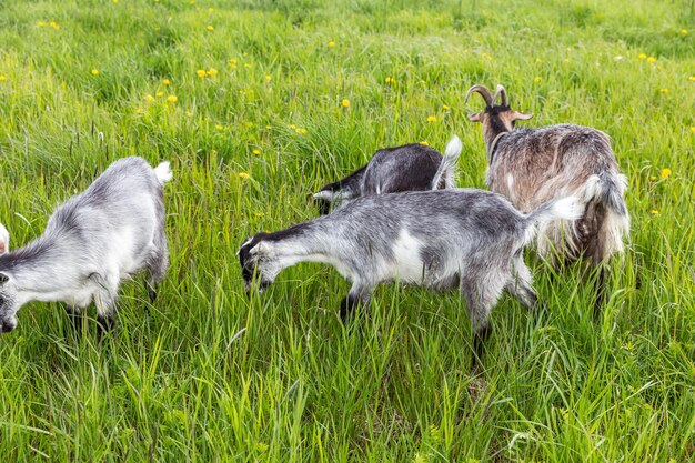Cute free range goatling on organic natural eco animal farm freely grazing in meadow background dome...