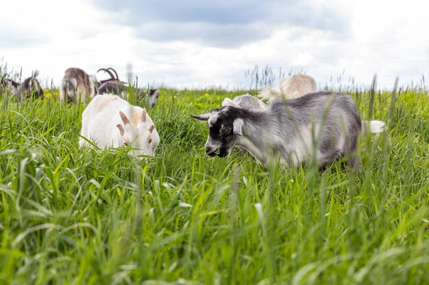 Cute free range goatling on organic natural eco animal farm freely grazing in meadow background dome