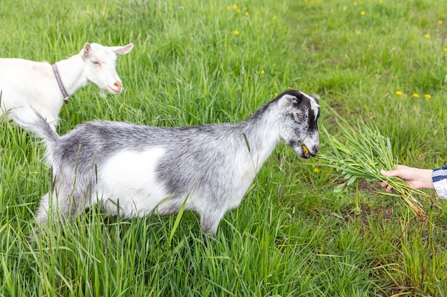 Cute free range goatling on organic natural eco animal farm freely grazing in meadow background. Domestic goat graze chewing in pasture. Modern animal livestock, ecological farming. Animal rights.