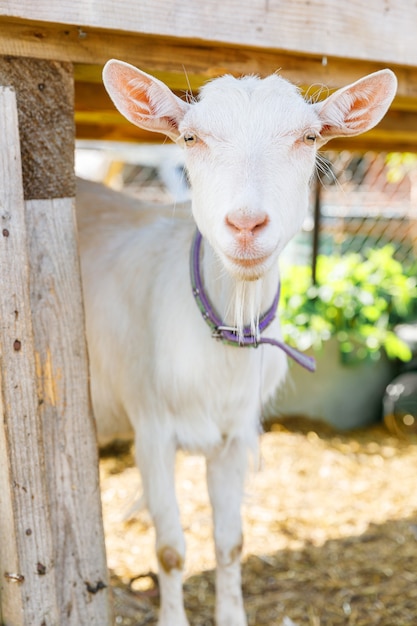 Cute free range goatling on organic natural eco animal farm freely grazing in yard on ranch backgrou...