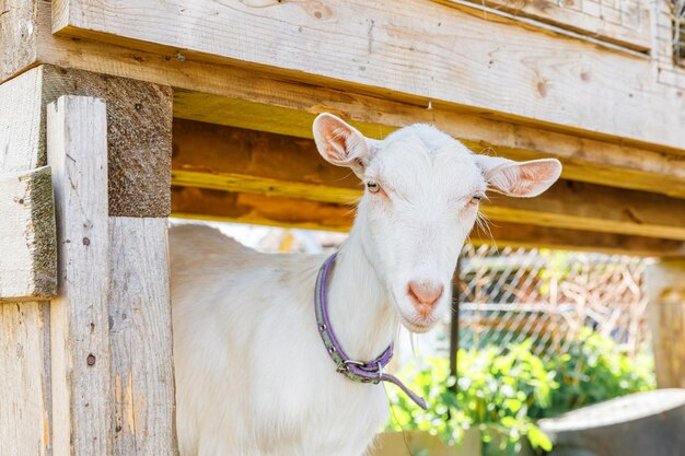 Cute free range goatling on organic natural eco animal farm freely grazing in yard on ranch backgrou...