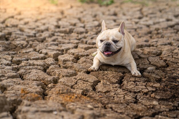 Cute french bulldog lying on dry cracked ground at pond in summer.