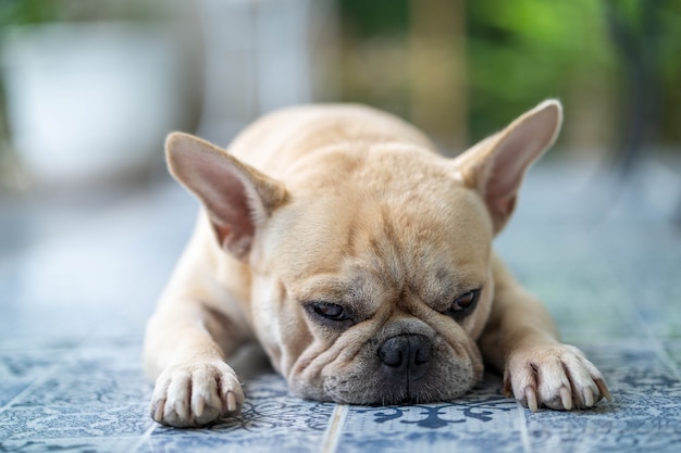 Cute french bulldog lying on the floor outdoor.