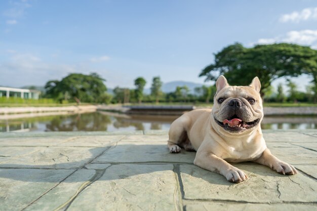 Bulldog francese sveglio che si trova alla terra contro il fondo dello scape della montagna nella mattina.