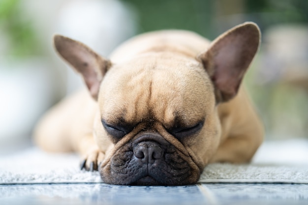 Cute French bulldog lying on white mat indoor.