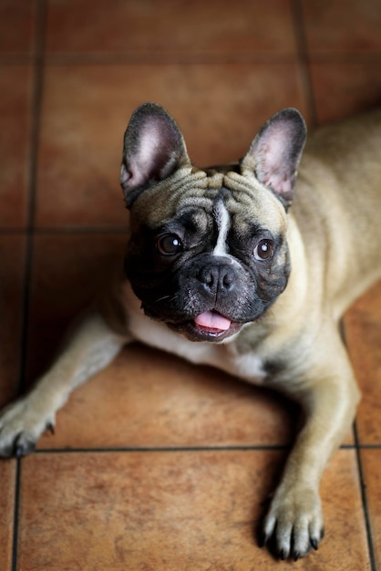 Foto ritratto di bulldog francese carino