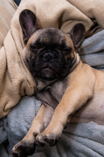 Cute French bulldog puppy is sleeping on sofa at home, portrait close up