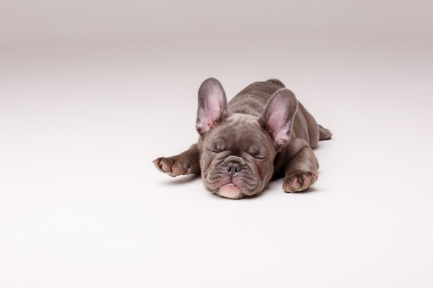 cute French bulldog puppy lies isolated on white 