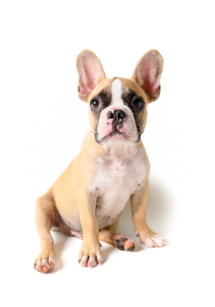 Cute french bulldog puppy sitting isolated 