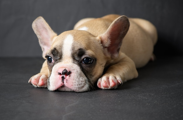 黒い石の上のかわいいフレンチブルドッグ子犬睡眠