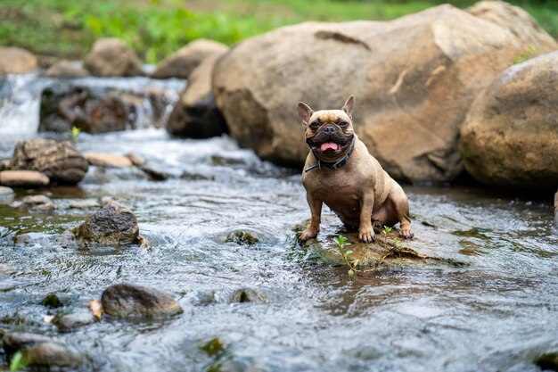 Cute french bulldog sit on the rock at the stream