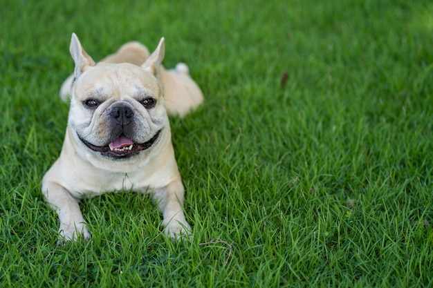 Cute french bulldog sitting in garden