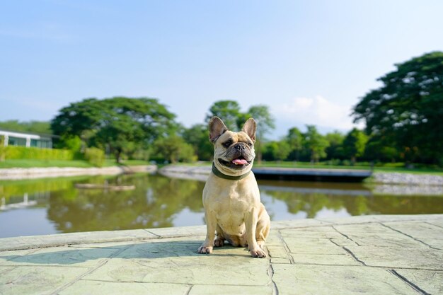 Cute french bulldog sitting nearby the lake against greenery background