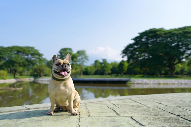 Cute french bulldog sitting nearby the lake against greenery background