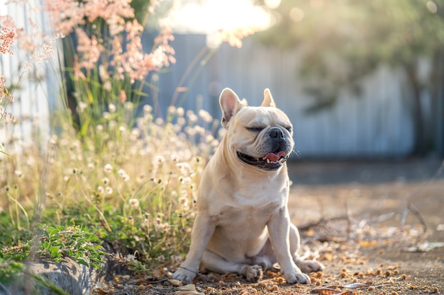 Cute french bulldog sitting at white flower field