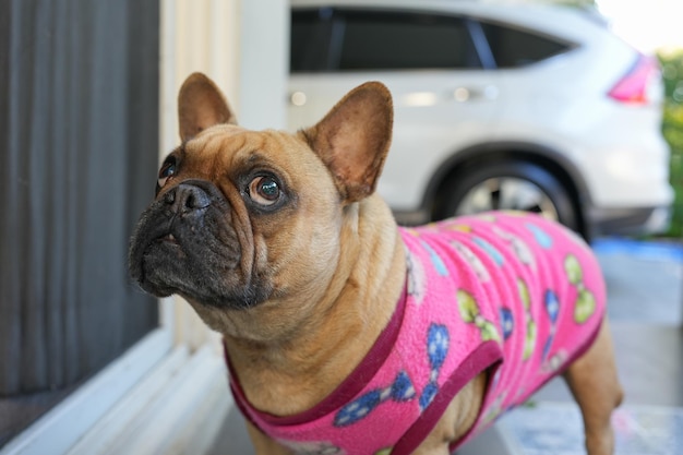 Cute French bulldog standing outdoor looking at camera