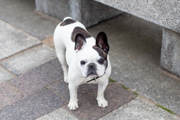 Cute french bulldog staying on the stone street