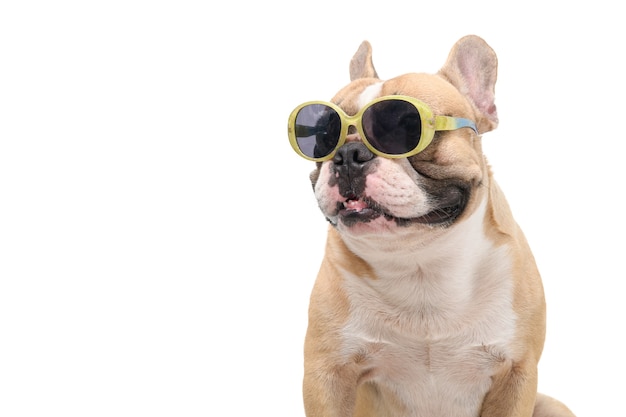 Foto carino bulldog francese indossa occhiali da sole alla moda isolati su sfondo bianco, animali domestici e animali in estate concept