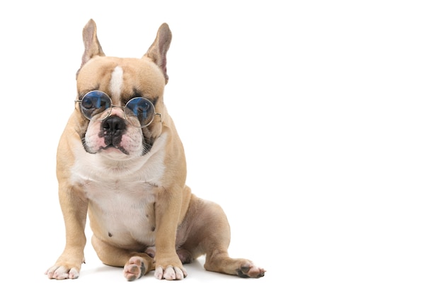 Cute french bulldog wear glasses sitting isolated on white background, pet and animal concept