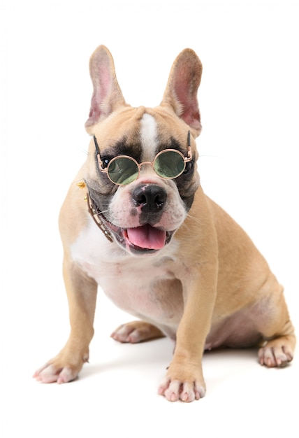 Cute french bulldog wear glasses and sitting isolated 