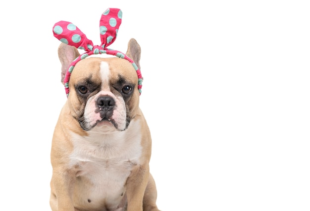 Cute french bulldog wear headband isolated on white background, pets and animal concept