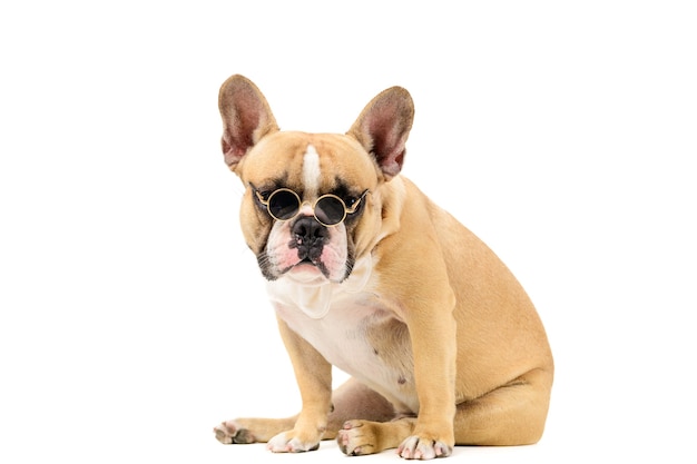 Cute french bulldog wear sun glasses and white bow tie