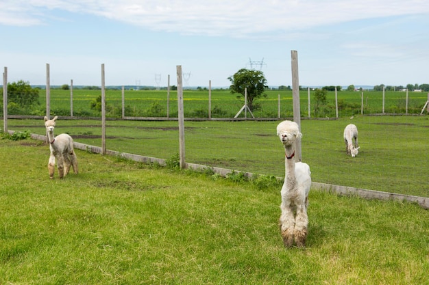 Foto una carina alpaca di crema appena tosata che guarda in alto sotto il suo pesante mullet con un'espressione di sorpresa