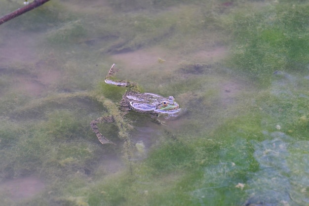 水中のかわいいカエル