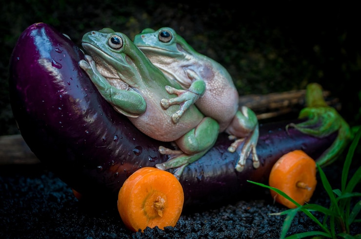 Photo 可愛いカエルと野菜