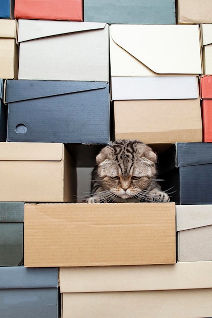 Cute frowned cat Scottish Fold climbed into a pile of folded shoe boxes and stared down