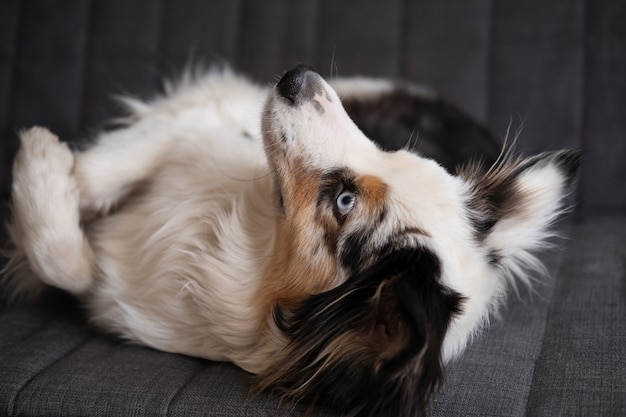 かわいい面白いオーストラリアンシェパードの青いメルル犬は逆さまに横たわって直面しています