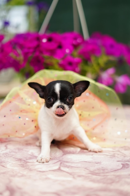 A cute, funny black and white chihuahua puppy in a festive dress sits on a sunbed and licks his nose