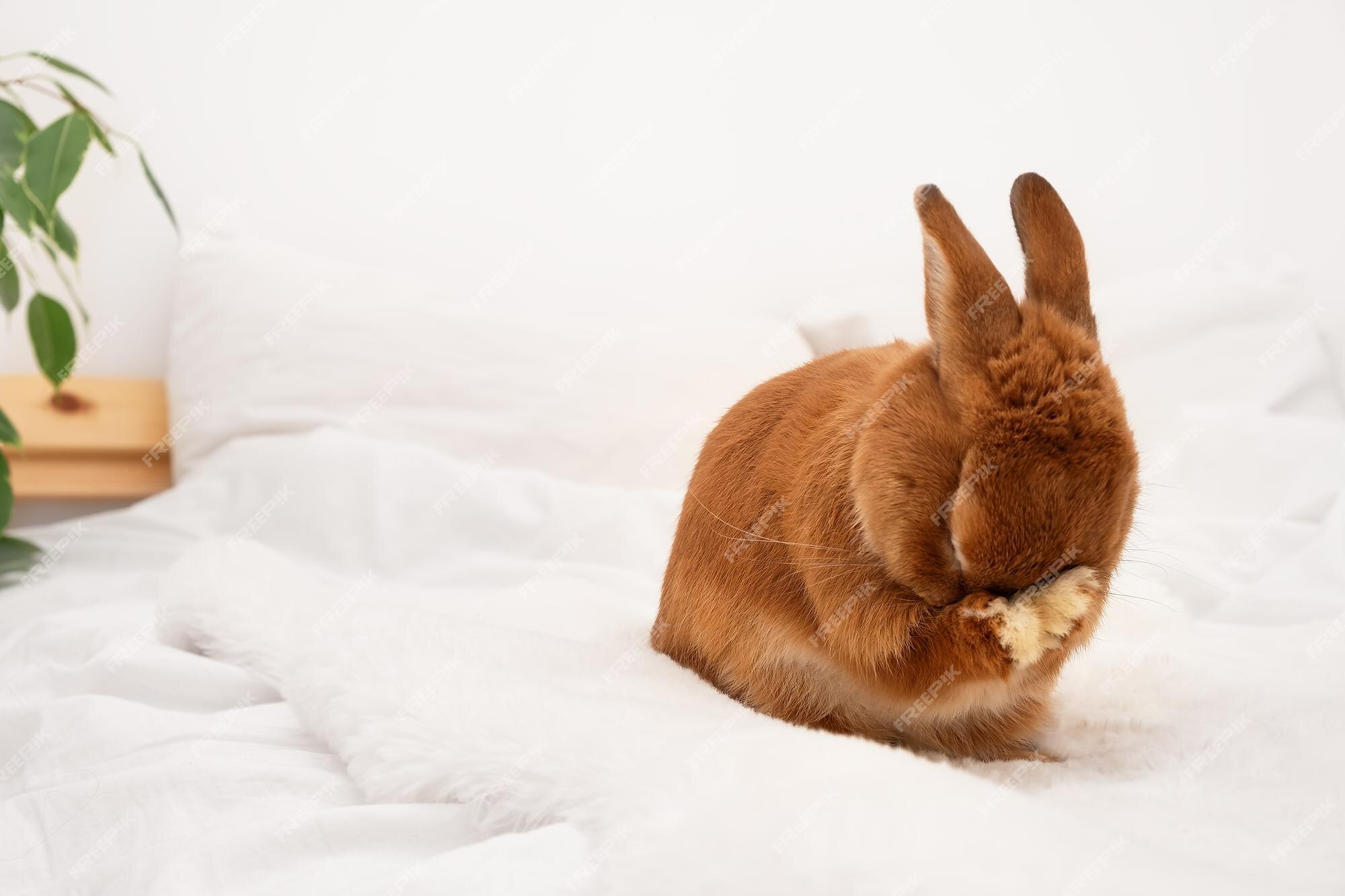 Premium Photo | Cute funny bunny rabbit closing faceeyes with paws shy pet  groomingcrying or shamed animalsitting on white blanket bed in modern light  interior at cozy homecopy space