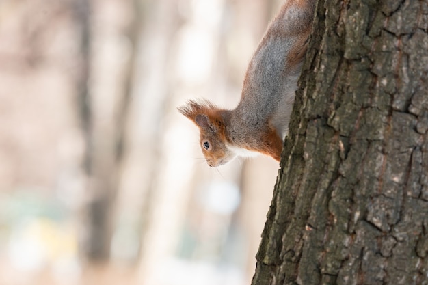 Cute funny bushy tailed eurasian red squirre