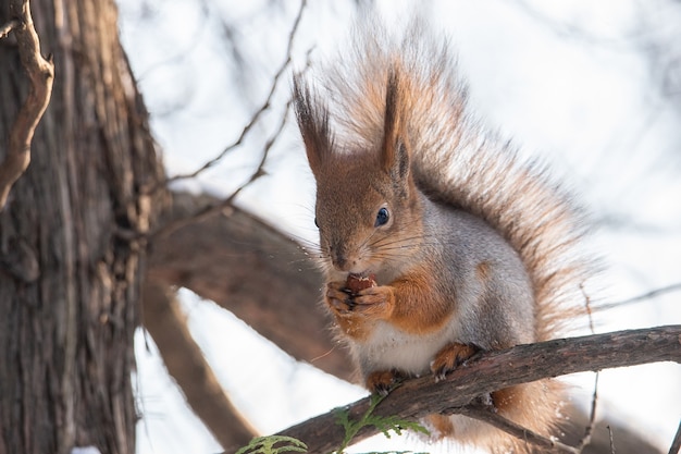 Cute funny bushy tailed eurasian red squirrel sitting on a tree branch in the winter snow