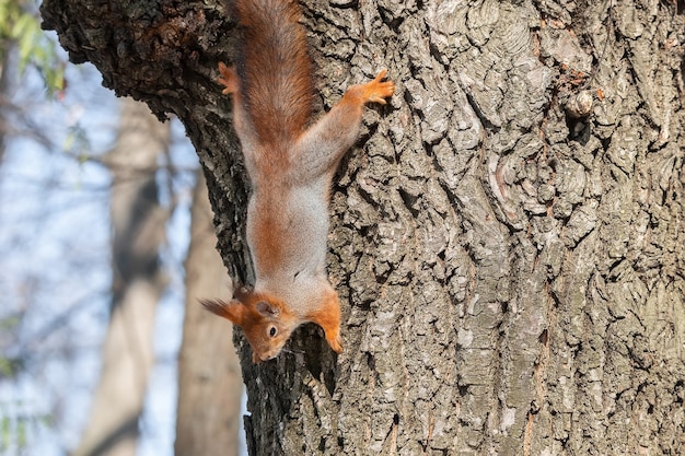 Foto scoiattolo rosso eurasiatico dalla coda folta divertente carino