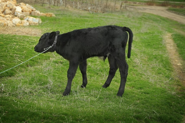 Cute funny calf on green meadow