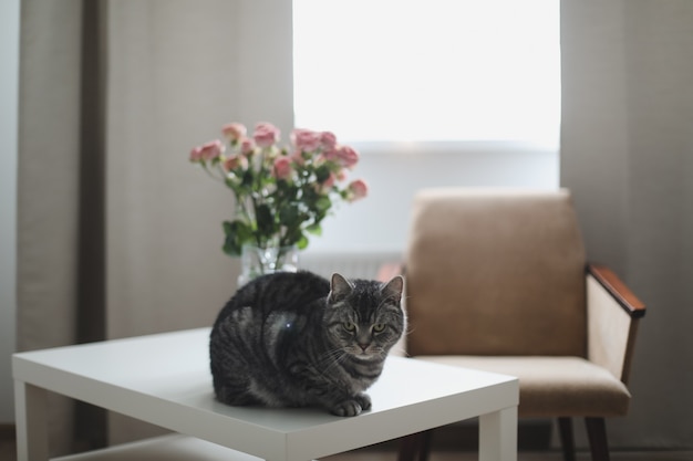 明るく居心地の良い部屋の室内装飾でバラの花とかわいい面白い猫と水差し