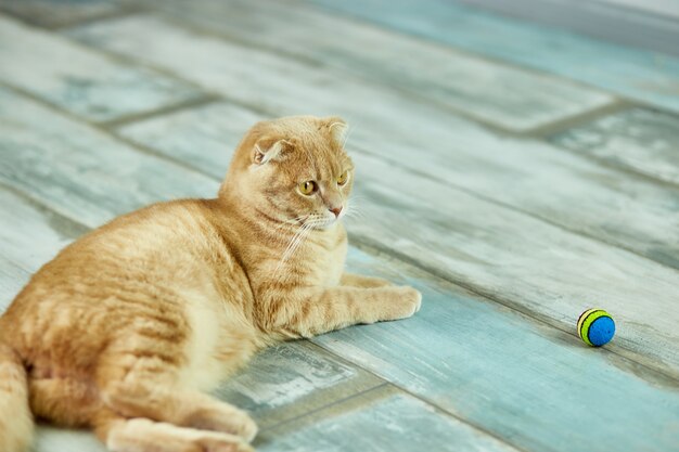 Simpatico gatto divertente sdraiato sul pavimento a casa in camera e guardando la palla