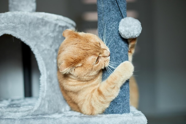 Cute funny cat playing on Furniture Scratching Deterrent Tree at home Scratching Posts love petxA