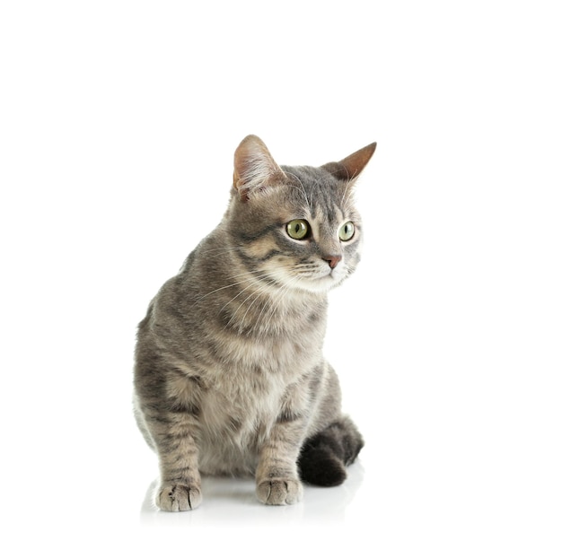 Cute funny cat on white background