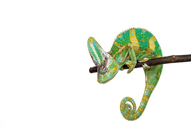 Photo cute funny chameleon chamaeleo calyptratus on a branch